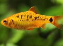 Aquarium fish