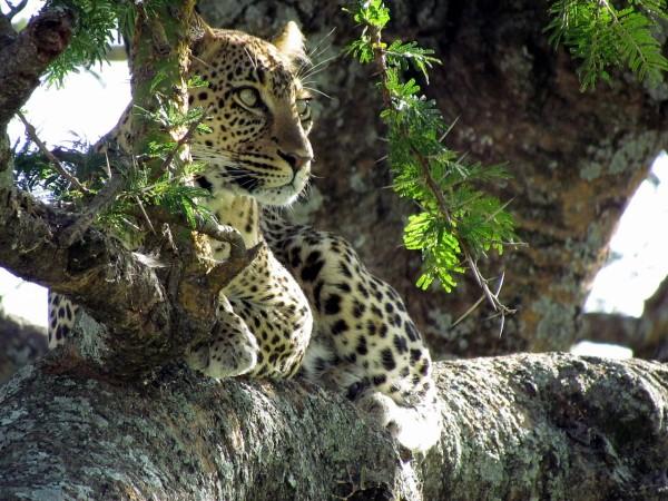 Leopard Leopard