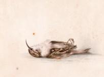 Antarctic Heritage Trust finds 118 year old painting in Antarctica