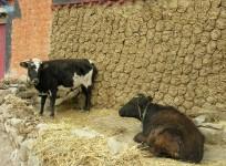 cow dung