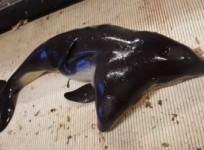 two-headed porpoise, porpoise, rare, marine creature, weird,