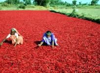 quick india updates, india spices, export of chilli, export of pepper, india spices exports, tcs agm, stock markets, stocks at 52 week high, daily fuel prices, inauguration of bangalore metro
