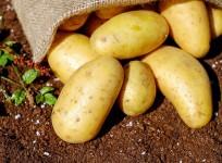 China, moon, potatoes,lunar surface, space,