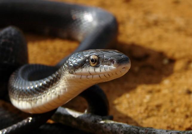 Representational Image Snake bite kills five year old girl