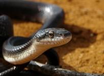 Snake bite kills five year old girl