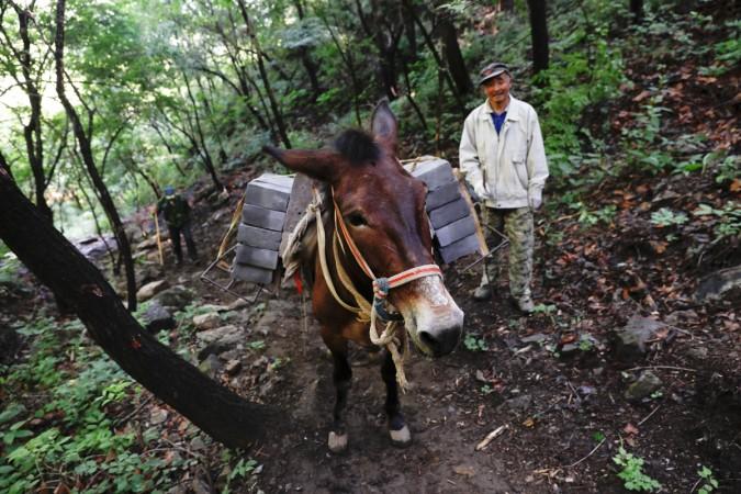 A man walks behind a mule carrying bricks up the steep path towards the Jiankou section. Just a tenth of the wall built during the Ming dynasty has been repaired, said Dong Yaohui, vice president of the China Great Wall Association.