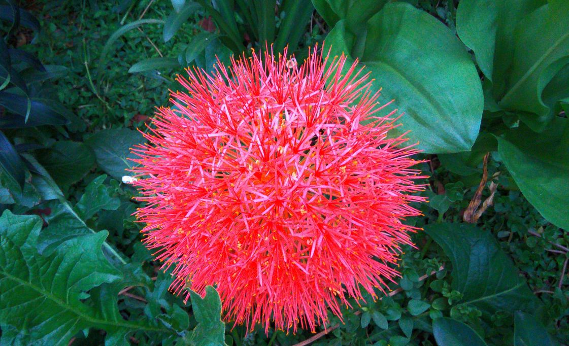 Asus Zenfone Live camera sample taken during evening Asus, Zenfone Live, camera, samples, review, night, daylight, evening