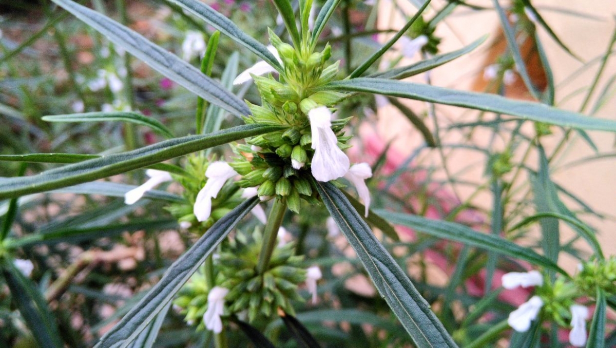 Asus Zenfone Live camera sample taken during afternoon Asus, Zenfone Live, camera, samples, review, night, daylight, evening