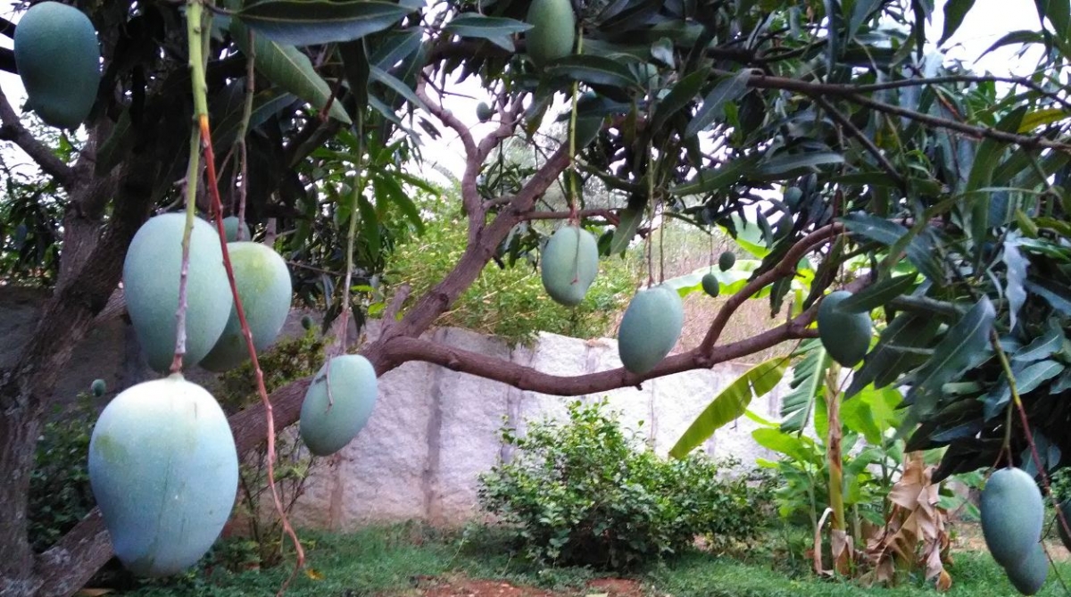 Asus Zenfone Live camera sample taken during afternoon Asus, Zenfone Live, camera, samples, review, night, daylight, evening