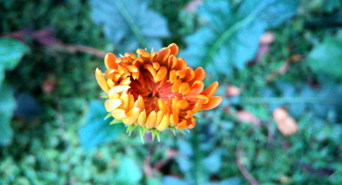 Asus Zenfone Live camera sample taken during evening Asus, Zenfone Live, camera, samples, review, night, daylight, evening