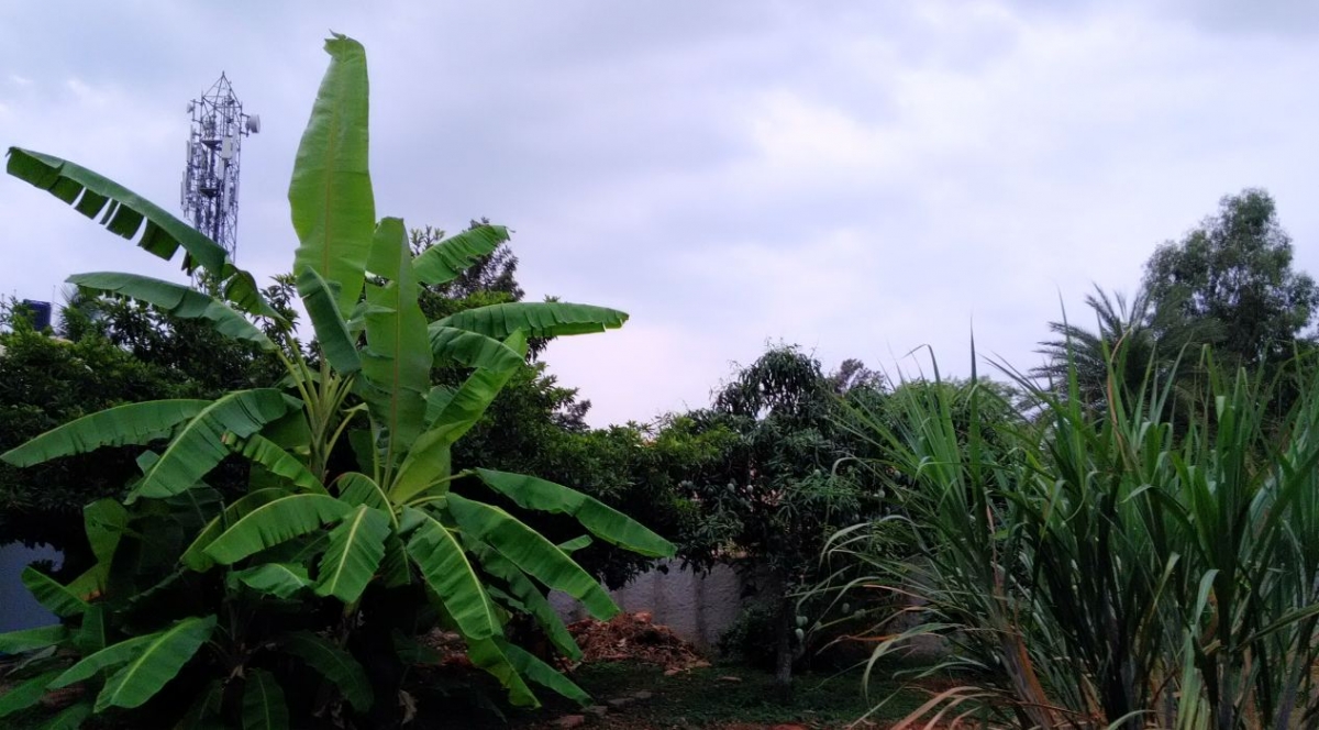 Asus Zenfone Live camera sample taken during evening Asus, Zenfone Live, camera, samples, review, night, daylight, evening