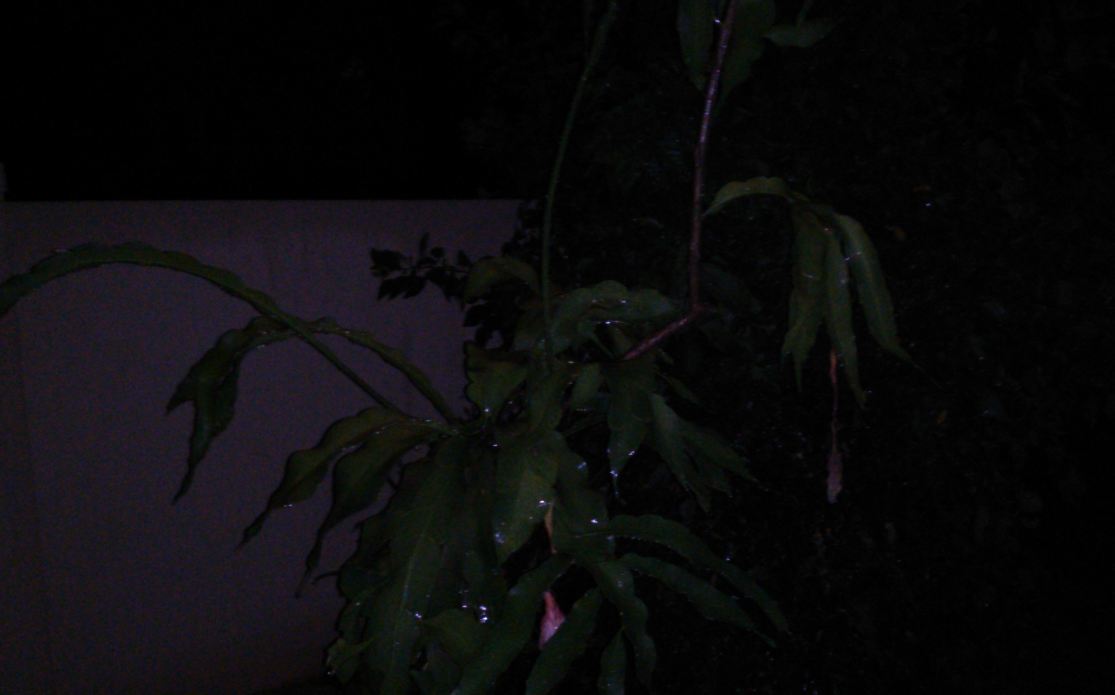 Asus Zenfone Live camera sample taken during night Asus, Zenfone Live, camera, samples, review, night, daylight, evening