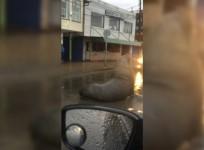 Massive sea lion casually blocks traffic in middle of Chilean town