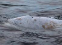 Stranded beluga whale returned to its family in bi-national rescue