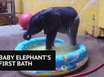 Premature baby elephant enjoys first bath time