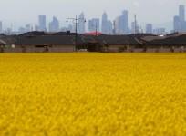 Australian canola field