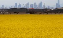 Australian canola field