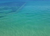 Shark swims close to a Cornwall pier