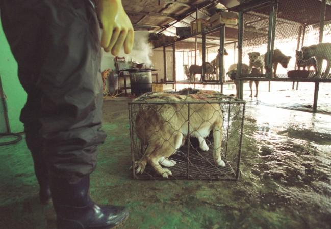 Dogs wait in cages at a dog slaughterhouse February 15, 2002, in Dong-am west of Seoul, South Korea. Dog slaughterhouse