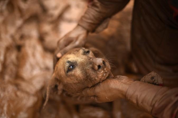 A fireman rescues in Paracatu de Baixo, Brazil on November 9 2015, a dog that was trapped in the mud that swept through the village of Bento Rodrigues Dog