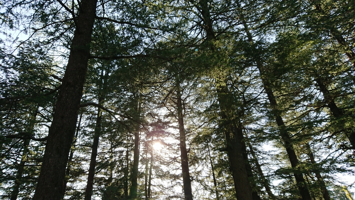 Sony Xperia XZ Premium Review: Camera samples