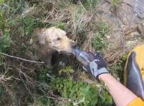 Watch the moment stranded dog is rescued after falling down a 15ft cliff