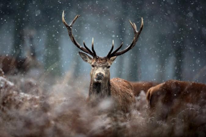 Deer