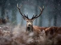 Deer
