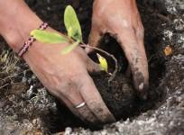Afforestation