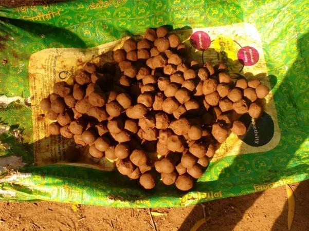 Seed Ball Seed Ball