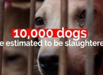 Eating dogs for health? The Yulin Dog Meat Festival