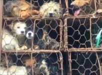 Activists rescue nearly 1,000 dogs and cats heading to slaughterhouses in China