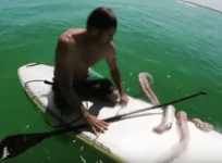 Giant squid clings to surf board in South Africa