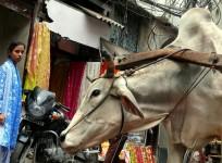 Man lynched in Tughlakabad