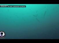 sea creatures, pyrosomes, alien creature, weird,West Coast,