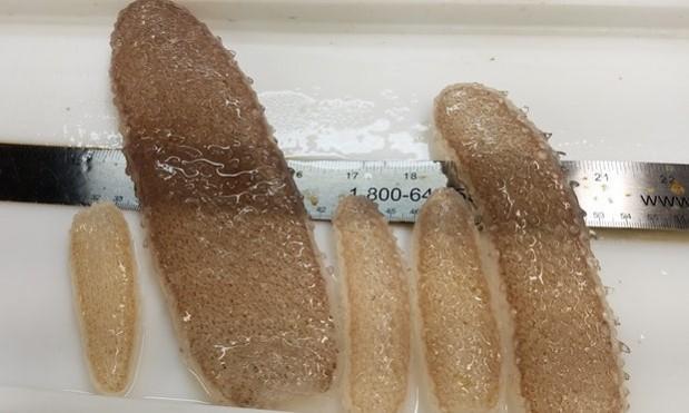 sea creatures, pyrosomes, alien creature, weird,West Coast,