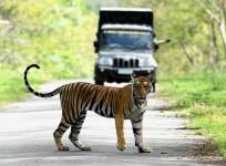 tiger, tiger tourism, wildlife, sanctuary, bmp, tiger reserve, forest, afforestation, deforestation, india tourism, fta, foreign tourists