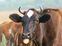 cow, fish eating cow, weird, viral video,