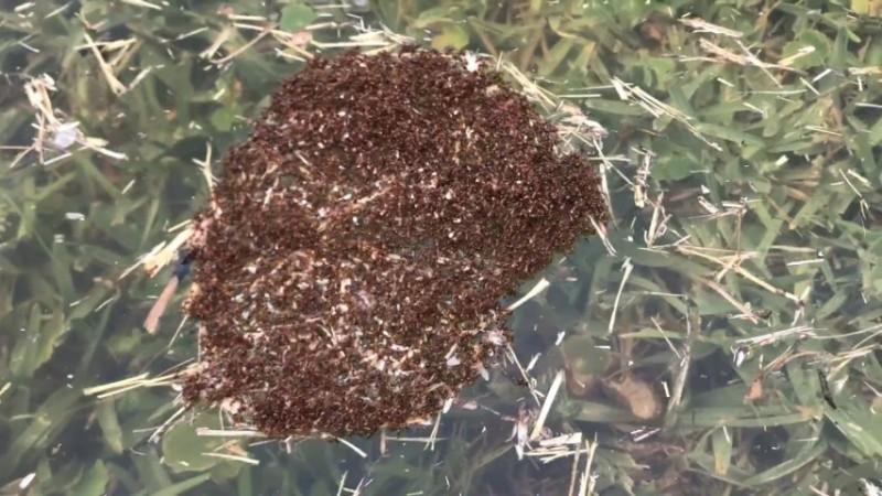 Representational image Watch clever fire ants form a raft during floods in Texas
