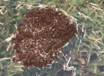 Watch clever fire ants form a raft during floods in Texas