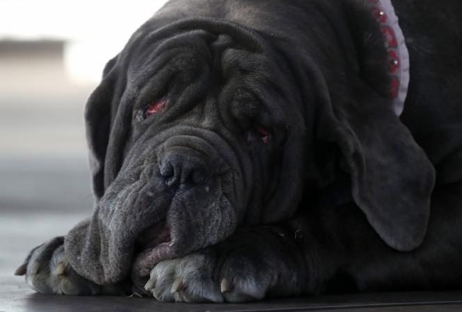 World's ugliest dog