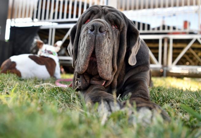 World's ugliest dog