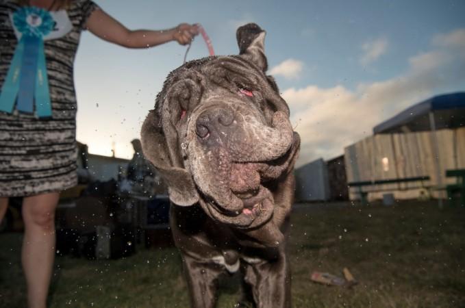 World's ugliest dog