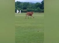 Watch this cow charge through a cricket match