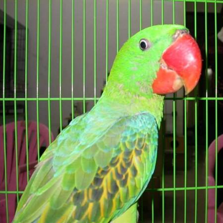 Parrot Parrot