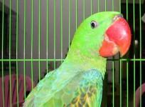 Parrot