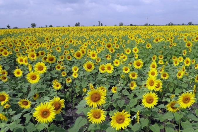 Charging for selfie with sunflowers