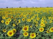 Charging for selfie with sunflowers