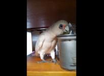 Eric the bird, Eric the legend, viral video, funny, weird,
