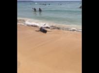 Blue shark euthanised after swimming along shoreline in Majorca